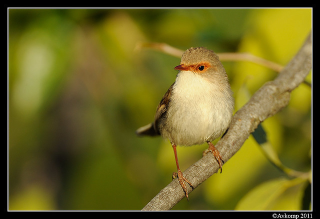 superb fairy wren 0445