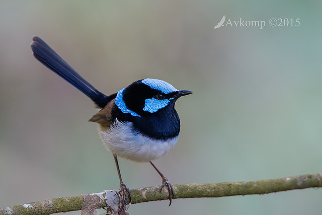 superb fairy wren 1271