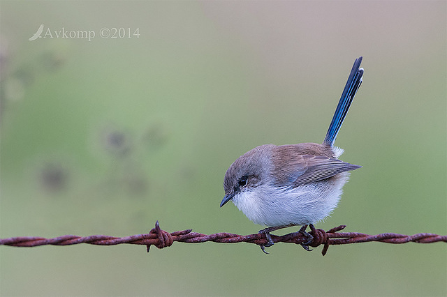 superb fairy wren 14094