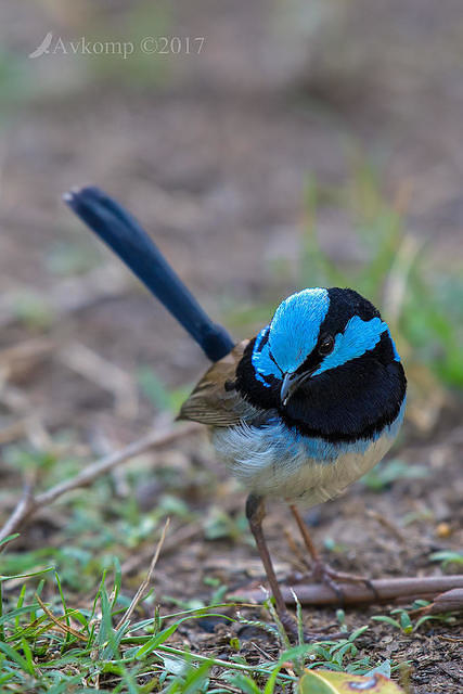 superb fairy wren 14938