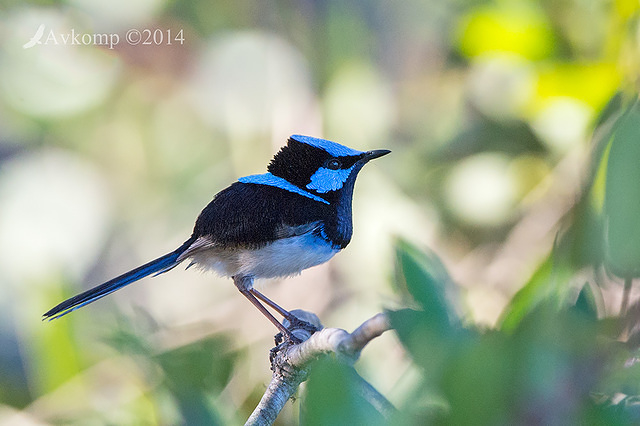 superb fairy wren 15315