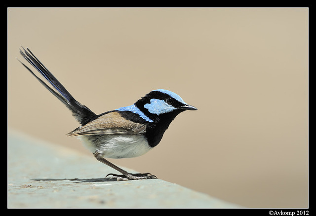 superb fairy wren 1564