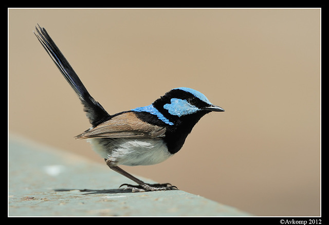 superb fairy wren 1565