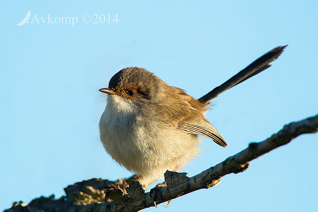 superb fairy wren 16290