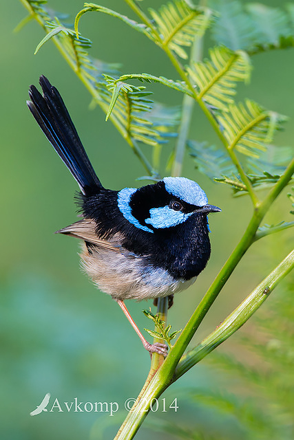 superb fairy wren 18722