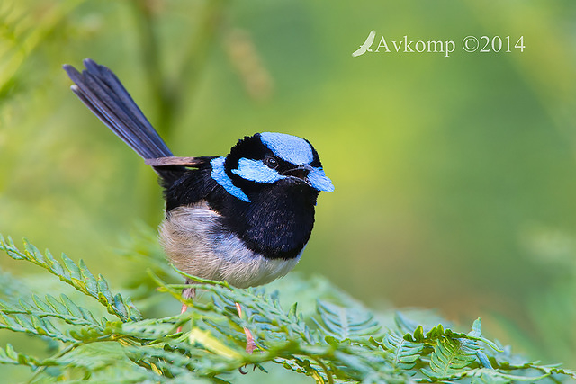 superb fairy wren 18737