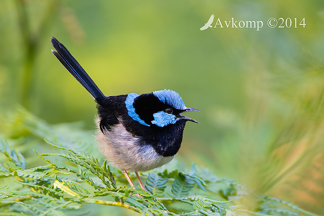 superb fairy wren 18754