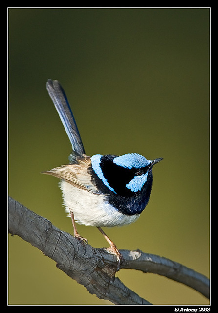 superb fairy wren 1951