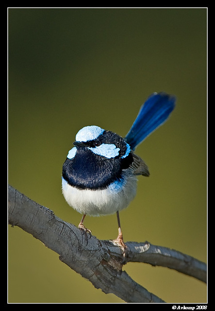 superb fairy wren 1952