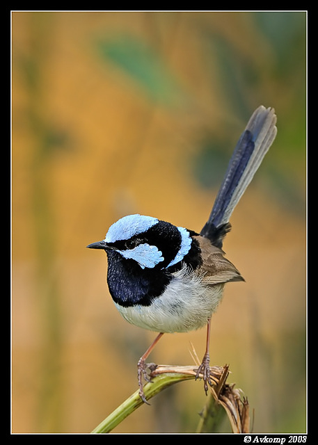 superb fairy wren 2369