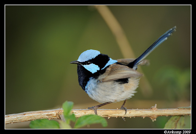 superb fairy wren 4588