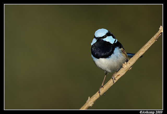 superb fairy wren 4682