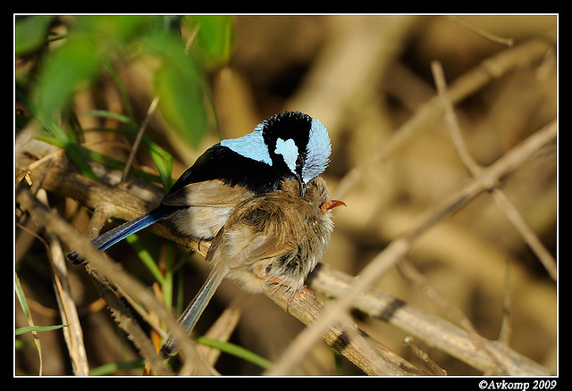 superb fairy wren 4684