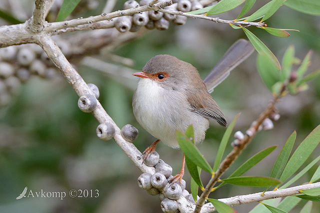 superb fairy wren 7644