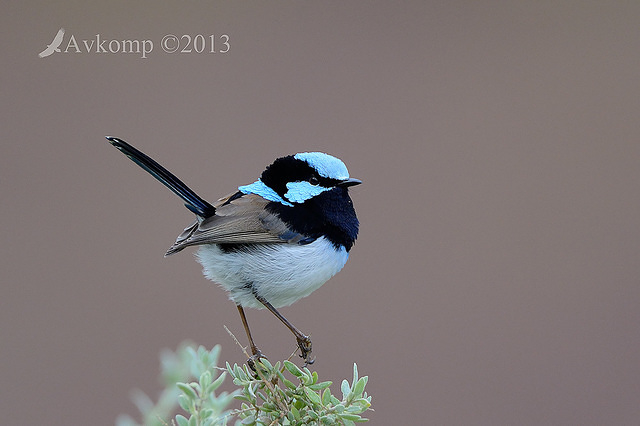 superb fairy wren 7685