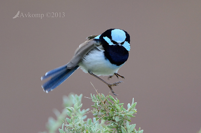 superb fairy wren 7688