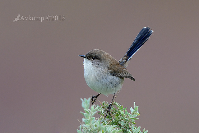 superb fairy wren 7703