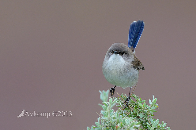 superb fairy wren 7706