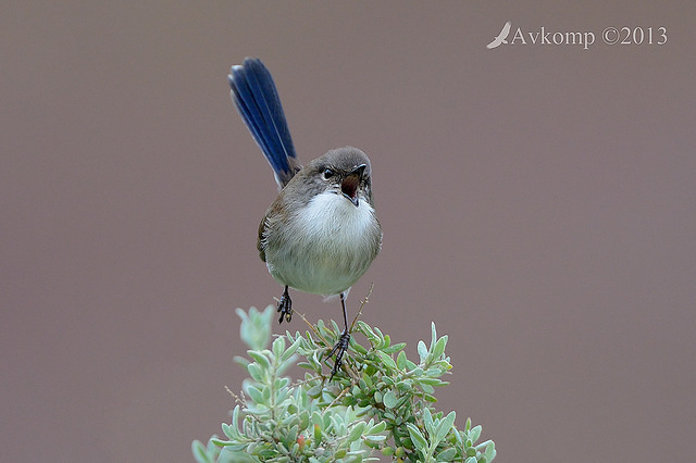 superb fairy wren 7719