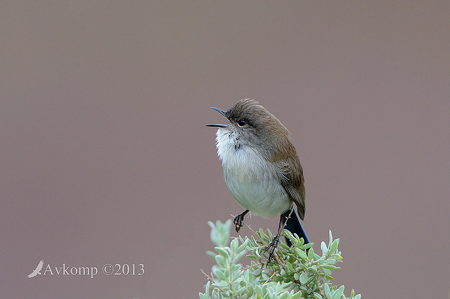 superb fairy wren 7728