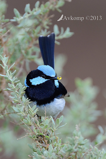 superb fairy wren 7764