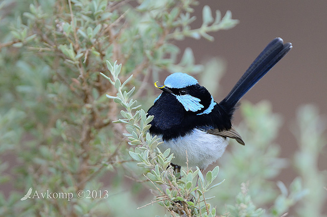 superb fairy wren 7766