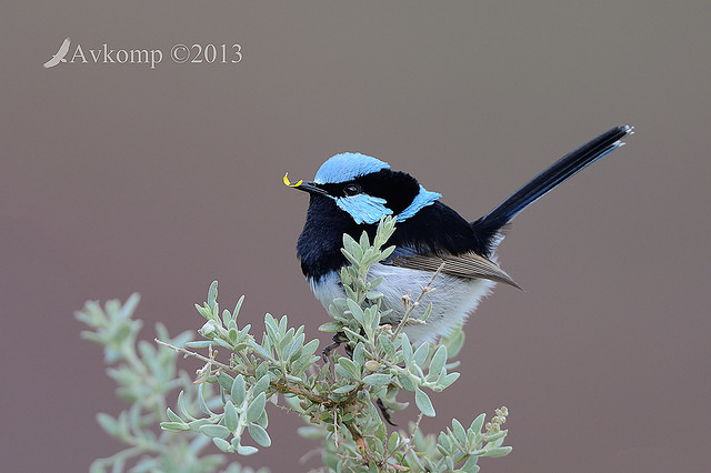 superb fairy wren 7774