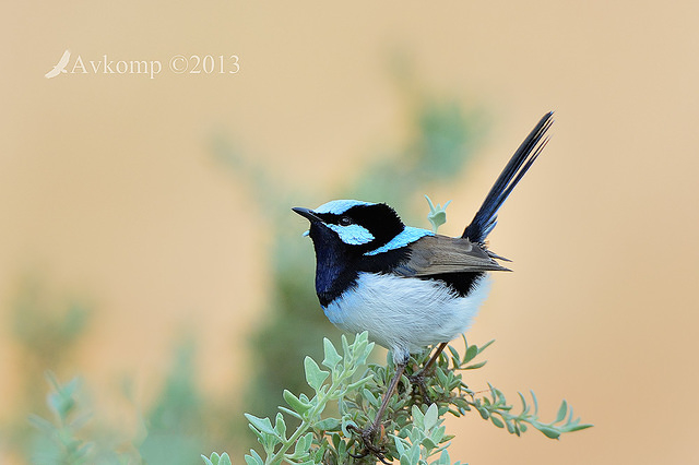 superb fairy wren 7784