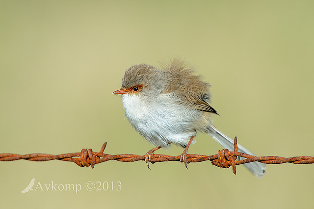 superb fairy wren 7806