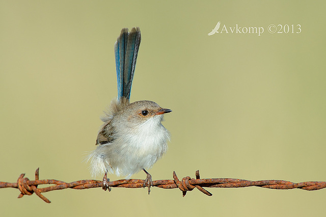 superb fairy wren 7811