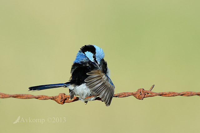 superb fairy wren 7844