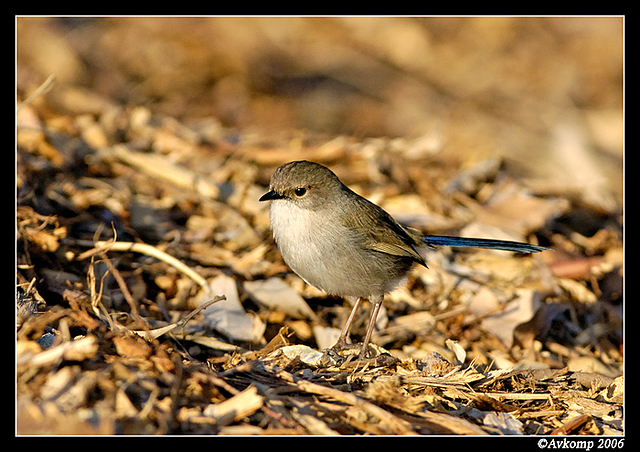 superb fairy wren female 1