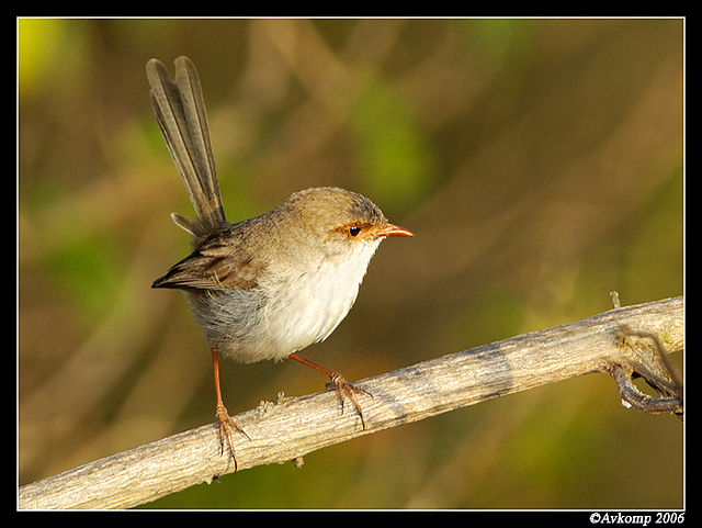 superb fairy wren female 1a