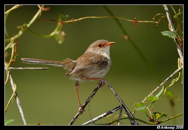 superb fairy wren female 2496