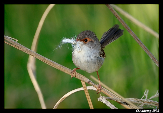 superb fairy wren female 2500