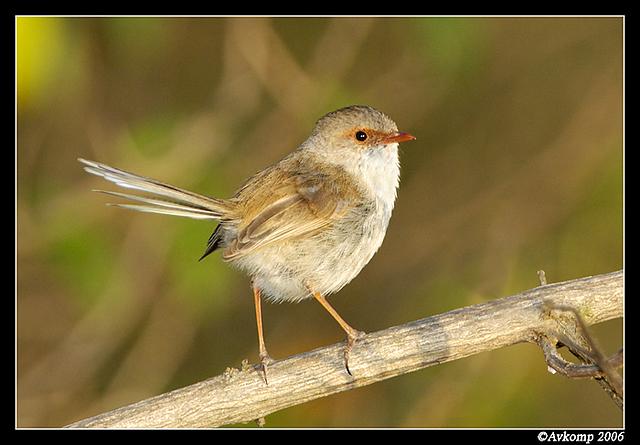 superb fairy wren female 4