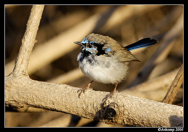 superb fairy wren male 1