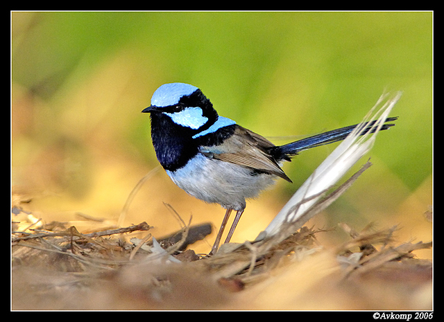 superb fairy wren male 2