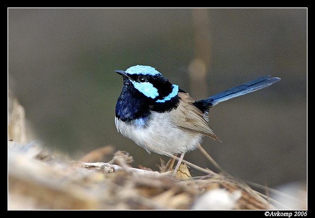 superb fairy wren male 3