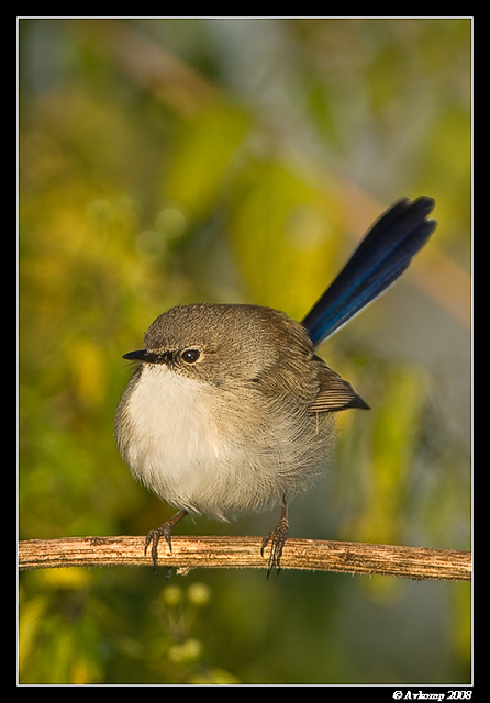 superb fairy wren1838