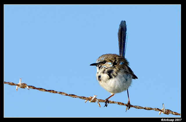 superb fariy wren 0003a