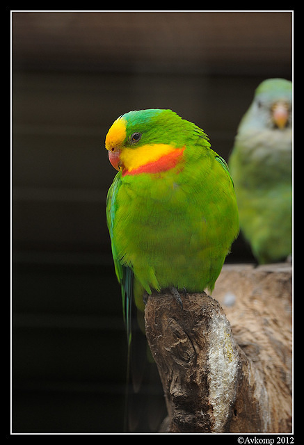 superb parrot 1685