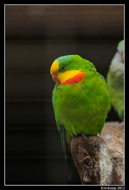 superb parrot 1686