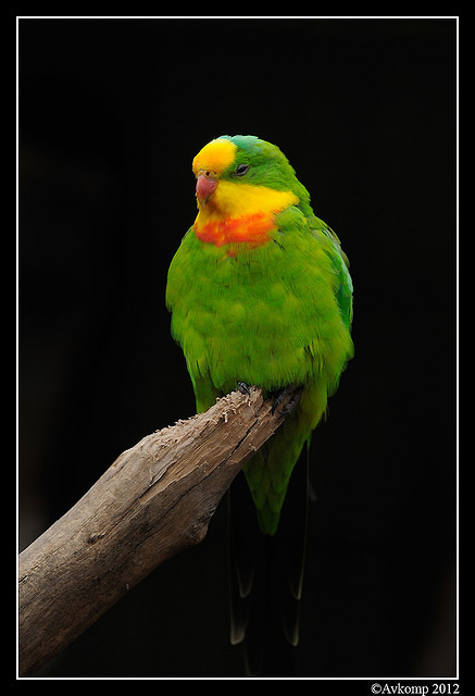 superb parrot 1687