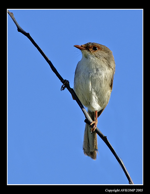 superb-fairy-wren-female-gk