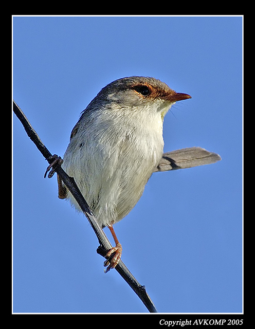 superb-fairy-wren-female2-g