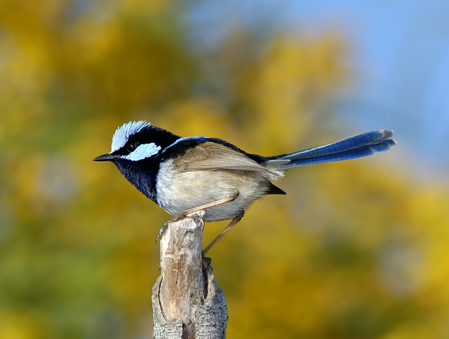 superb-fairy-wren-male-2-01