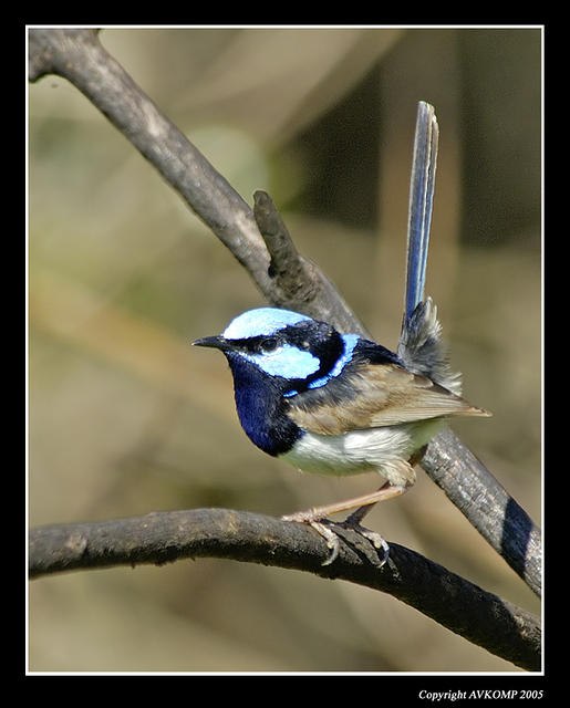 superb-fairy-wren-male-gkr