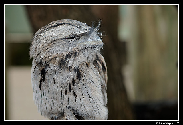 tawny frogmouth 1624