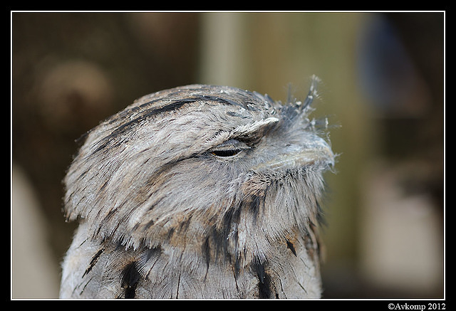 tawny frogmouth 1625